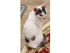 Goopy, Domestic Shorthair For Adoption In Lincolnton, North Carolina