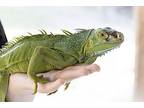 The Hulk, Lizard For Adoption In Slidell, Louisiana