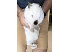 Snuggles, Other/unknown For Adoption In Slidell, Louisiana