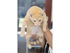Pumpkin Pie, Domestic Shorthair For Adoption In Slidell, Louisiana