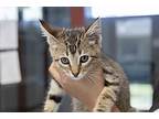 Acorn, Domestic Shorthair For Adoption In Slidell, Louisiana