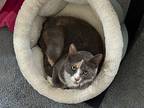 Claire, Willow Grove Area, (fcid 11/04/2024-102), Domestic Shorthair For