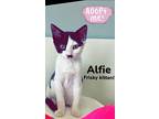 Alfie, Willow Grove Area, (fcid 11/14/2024-120), Domestic Shorthair For Adoption