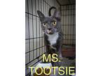 Ms. Tootsie (fcid# 11/11/2024 - 5 Trainer), Calico For Adoption In Greenville