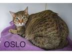 Moxie (fcid 11/10/22-6) & Olso (fcid 05/25/23-120), Domestic Shorthair For