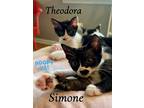 Simone, Willow Grove Area, (fcid 11/14/2024-118), Domestic Shorthair For