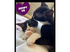 Theodora, Willow Grove Area, (fcid 11/14/2024-119), Domestic Shorthair For