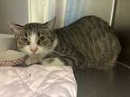 Adira (petco), Domestic Shorthair For Adoption In Ocala, Florida