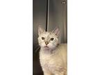 Hydra, Domestic Shorthair For Adoption In Ocala, Florida