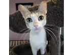 Kat Moss, Domestic Mediumhair For Adoption In Knoxville, Tennessee