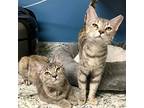 Irina, Calico For Adoption In Knoxville, Tennessee