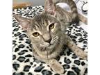 Vasya, Calico For Adoption In Knoxville, Tennessee