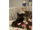 Moonie Bonded To Pepperoni, Domestic Shorthair For Adoption In Port Alberni