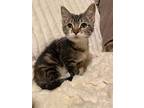 Pepperoni Bonded To Moonie, Domestic Shorthair For Adoption In Port Alberni