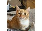 Cooper, Domestic Shorthair For Adoption In Phillipsburg, New Jersey