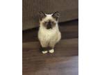 Elsa, Siamese For Adoption In Conway, Arkansas