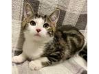 Cobbler, Domestic Shorthair For Adoption In Wintersville, Ohio