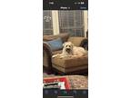 Poppy, Wheaten Terrier For Adoption In Conway, Arkansas