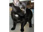 Ralphie, Domestic Shorthair For Adoption In Raleigh, North Carolina