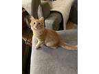 Cheddar, Domestic Longhair For Adoption In Quinton, Virginia