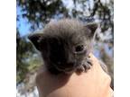 Bluebonnet, Russian Blue For Adoption In New Braunfels, Texas