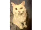 Leah Skywalker, Turkish Angora For Adoption In New Braunfels, Texas