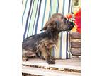 Muddles, Terrier (unknown Type, Small) For Adoption In New York, New York
