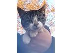 Edythe (bonded To Eudoria), Domestic Shorthair For Adoption In Howell, Michigan