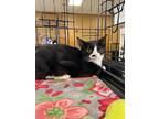 Gianna, Domestic Shorthair For Adoption In Alpharetta, Georgia