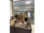Malika, Domestic Shorthair For Adoption In Lincoln, Nebraska