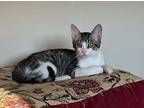 Blue, Domestic Shorthair For Adoption In Washington Grove, Maryland