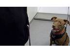 Coco, Labrador Retriever For Adoption In Lincoln, Nebraska