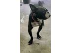 Stella Stallings-4587tn, Boston Terrier For Adoption In Maryville, Tennessee