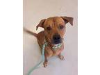 Colt, Labrador Retriever For Adoption In Lincoln, Nebraska