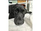Leo In Ct, Labrador Retriever For Adoption In East Hartford, Connecticut
