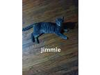 Jimmy- Kitten- Playful Social, Domestic Shorthair For Adoption In Clifton