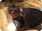 Lola / Maine Coon/lap Cat, Maine Coon For Adoption In Clifton Heights