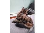 Porsche - Declawed Main Coon, Maine Coon For Adoption In Clifton Heights