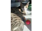 Tortellini, Domestic Shorthair For Adoption In Seal Beach, California