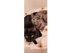 Mocha Latte (bonded To Polvo Sprinkles), Domestic Shorthair For Adoption In
