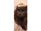 Starlight, Domestic Longhair For Adoption In Wheaton, Illinois