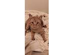 Cheddar, Domestic Shorthair For Adoption In Wheaton, Illinois