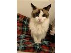 Kahlua, Ragdoll For Adoption In Wheaton, Illinois