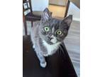 Pamela, Domestic Shorthair For Adoption In Wheaton, Illinois