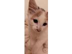 Pia, Domestic Shorthair For Adoption In Wheaton, Illinois
