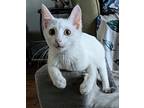 Louisa Mae, Domestic Shorthair For Adoption In Wheaton, Illinois