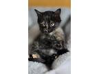 Lacey, Domestic Mediumhair For Adoption In Campbell River, British Columbia