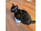 Boo, Domestic Mediumhair For Adoption In Campbell River, British Columbia