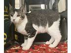 Bud, Domestic Shorthair For Adoption In Santa Rosa, California