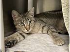 Naomi, Domestic Shorthair For Adoption In Santa Rosa, California